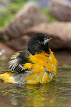 Baltimore Oriole (Icterus galbula) male bathing, Rio Grande Valley, Texas