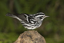 Black-and-white Warbler (Mniotilta varia) male perched on a rock, Rio Grande Valley, Texas