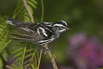 Black-and-white Warbler (Mniotilta varia) male perched on a branch, Rio Grande Valley, Texas