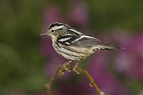 Black-and-white Warbler (Mniotilta varia) female perched on branch, Rio Grande Valley, Texas