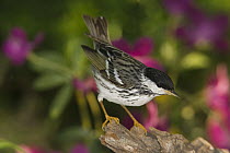 Blackpoll Warbler (Setophaga striata) male, portrait, Rio Grande Valley, Texas