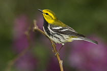 Black-throated Green Warbler (Setophaga virens) male perched on a branch, Rio Grande Valley, Texas
