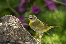 Common Yellowthroat (Geothlypis trichas) female perched on a log, Rio Grande Valley, Texas