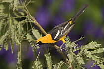 Hooded Oriole (Icterus cucullatus) male perched on branch, Rio Grande Valley, Texas