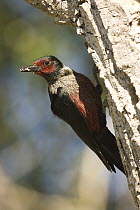 Lewis's Woodpecker (Melanerpes lewis) portrait, White Mountains, Arizona