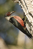 Lewis's Woodpecker (Melanerpes lewis) at nest with food, White Mountains, Arizona