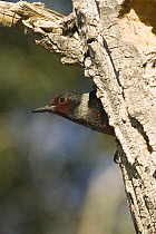 Lewis's Woodpecker (Melanerpes lewis) peeking out of nest hole, White Mountains, Arizona