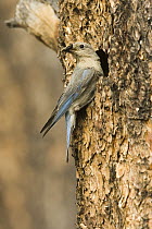 Mountain Bluebird (Sialia currucoides) female at nest hole entrance with insect prey, White Mountains, Arizona