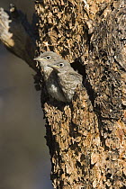 Mountain Bluebird (Sialia currucoides) chicks peeking out of nest entrance, White Mountains, Arizona