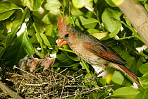 Northern Cardinal (Cardinalis cardinalis) mother feeding chicks at nest, Green Valley, Arizona