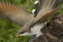 Yellow-billed Cuckoo (Coccyzus americanus) displaying, Rio Grande Valley, Texas