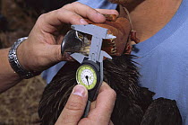Bald Eagle (Haliaeetus leucocephalus) chick having measurements taken, Camp Verde, Arizona