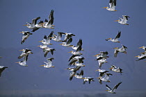 American White Pelican (Pelecanus erythrorhynchos) group flying, Salton Sea National Wildlife Refuge, California