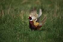 Ring-necked Pheasant (Phasianus colchicus) male displaying, Long Island, New York