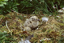 Herring Gull (Larus argentatus) chick in nest with egg, Newfoundland, Canada