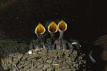 Barn Swallow (Hirundo rustica) chicks in nest, southeast Arizona