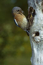 Eastern Bluebird (Sialia sialis) at nest with food, Jessup, Pennsylvania