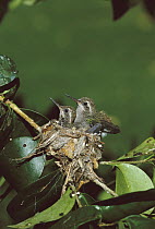 Broad-billed Hummingbird (Cynanthus latirostris) chicks in nest, Madera Canyon, Arizona