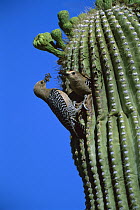 Gila Woodpecker (Melanerpes uropygialis) male and female at nest in Saguaro (Carnegiea gigantea) with food, Tucson, Arizona