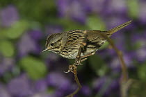 Lincoln's Sparrow (Melospiza lincolnii) perching on twig, Rio Grande Valley, Texas