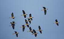 Fulvous Whistling Duck (Dendrocygna bicolor) flock flying, North America