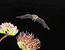 Lesser Long-nosed Bat (Leptonycteris yerbabuenae) flying at night, approaching Agave flower to feed, North America