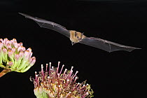 Lesser Long-nosed Bat (Leptonycteris yerbabuenae) flying at night, approaching Agave flower to feed, North America