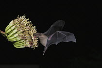 Lesser Long-nosed Bat (Leptonycteris yerbabuenae) feeding on Agave nectar, North America