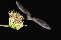 Lesser Long-nosed Bat (Leptonycteris yerbabuenae) approaching Agave flower to feed on nectar, North America
