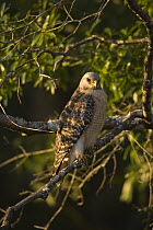Red-shouldered Hawk (Buteo lineatus) perching in tree, Florida