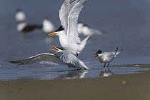 Royal Tern (Thalasseus maximus) trio interacting on beach, Rio Grande Valley, Texas