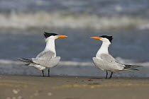 Royal Tern (Thalasseus maximus) pair on beach, Rio Grande Valley, Texas