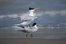 Royal Tern (Thalasseus maximus) pair in courtship display, Rio Grande Valley, Texas