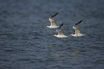 Royal Tern (Thalasseus maximus) trio flying over water, Rio Grande Valley, Texas