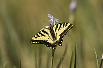 Western Tiger Swallowtail (Papilio rutulus) butterfly on wildflower, North America