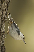White-breasted Nuthatch (Sitta carolinensis) clinging to tree trunk, Rio Grande Valley, Texas