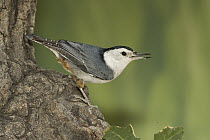 White-breasted Nuthatch (Sitta carolinensis) singing, Rio Grande Valley, Texas