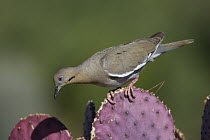 White-winged Dove (Zenaida asiatica) on cactus, Green Valley, Arizona