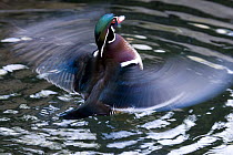 Wood Duck (Aix sponsa) drake flapping wings in water, North America