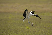 Wood Stork (Mycteria americana) landing in wetland, endangered, Florida