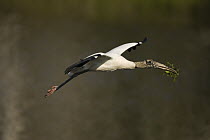 Wood Stork (Mycteria americana) flying with nesting material, endangered, Florida