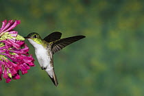 Booted Racket-tail (Ocreatus underwoodii) hummingbird female hovering in front of flower, eastern slope of Andes, Ecuador