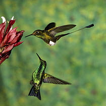 Booted Racket-tail (Ocreatus underwoodii) hummingbird male, and Western Emerald (Chlorostilbon melanorhynchus) hummingbird feeding on flower, western slope of Andes, Ecuador