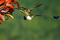 Booted Racket-tail (Ocreatus underwoodii) hummingbird male feeding at flower, western slope of Andes, Ecuador
