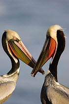 Brown Pelican (Pelecanus occidentalis) pair interacting, California