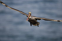 Brown Pelican (Pelecanus occidentalis) flying, California