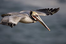 Brown Pelican (Pelecanus occidentalis) flying, California