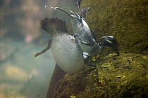 Bufflehead (Bucephala albeola) females feeding underwater, San Diego Zoo, California