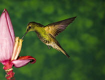 Buff-tailed Coronet (Boissonneaua flavescens) hummingbird feeding on flower, Andes, Ecuador