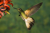 Buff-tailed Coronet (Boissonneaua flavescens) hummingbird feeding on flower, Andes, Ecuador